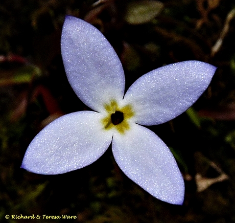 {Houstonia caerulea}